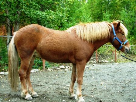 Form and Function in the Icelandic Horse